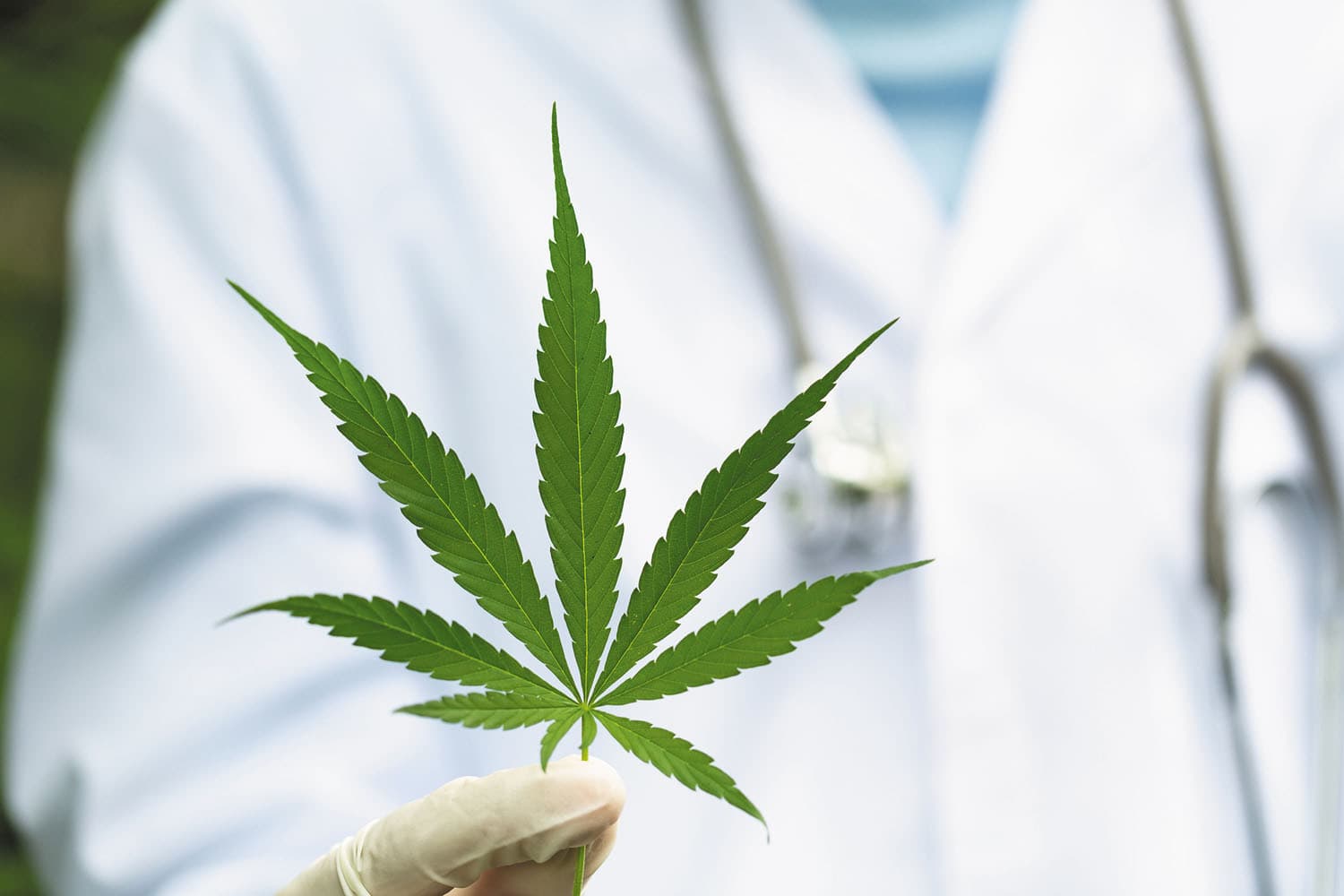 Top-Produzenten im Sortiment – Cannabis Samen bestellen leicht gemacht
