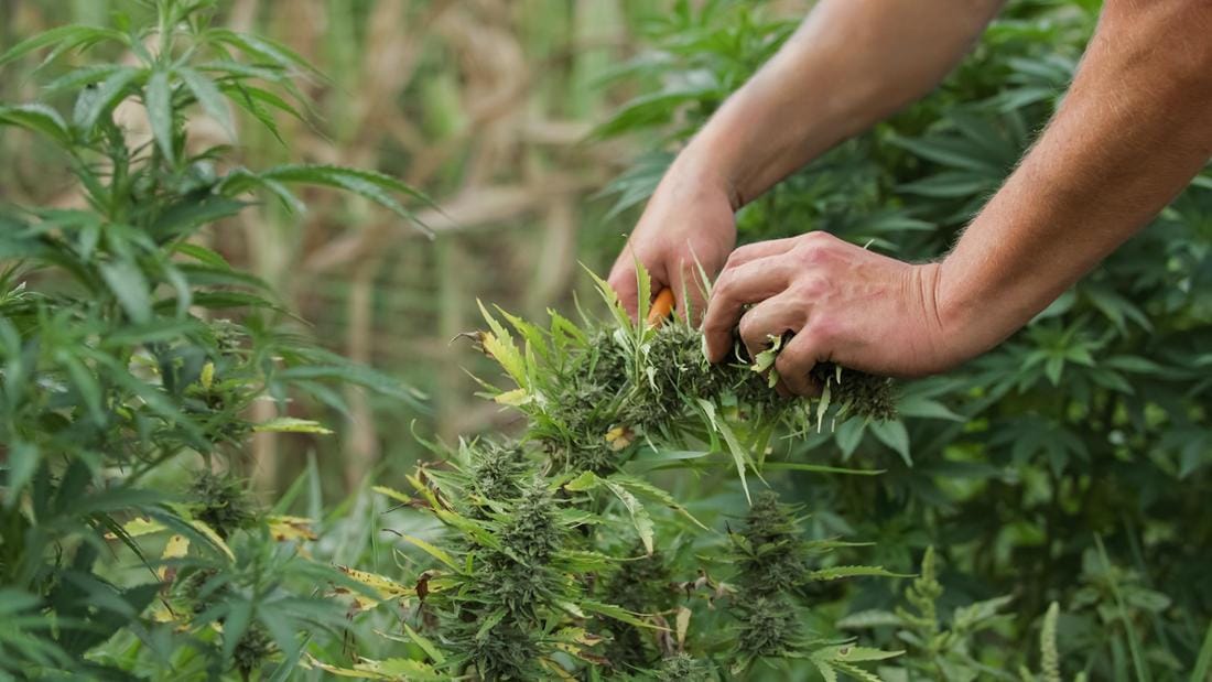 Die Geschichte und Kultur des Cannabis Samen Konsums