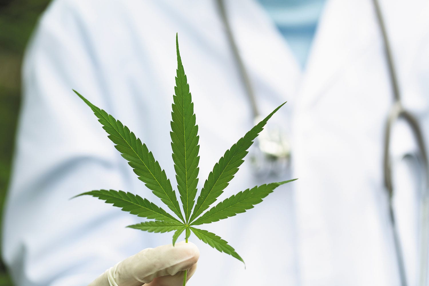 Top-Produzenten im Sortiment – Cannabis Samen bestellen leicht gemacht