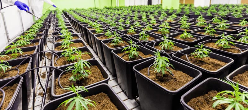Saatgutbanken und double cheese strain